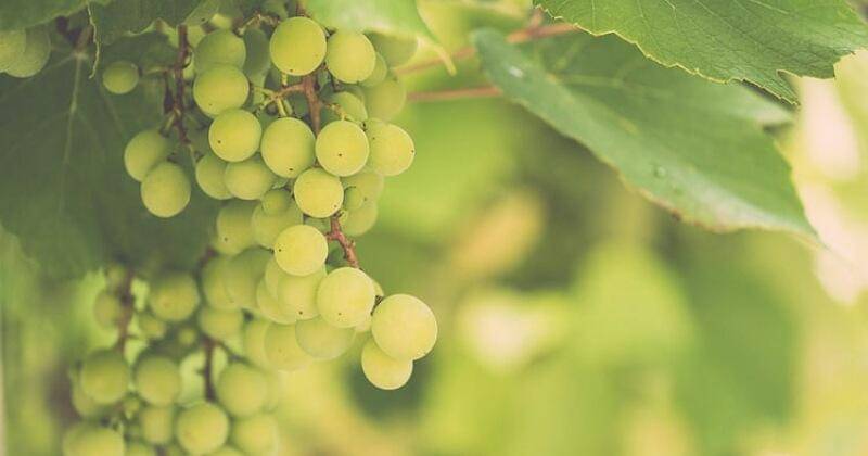 Unsplash/Franz Schekolin