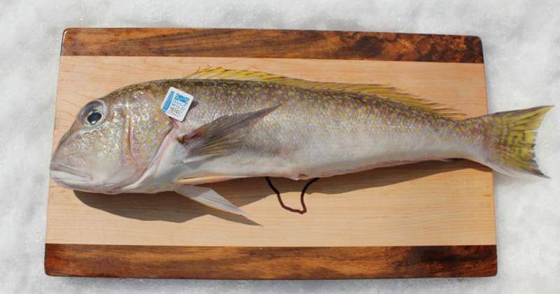 katiesseafoodmarket.com