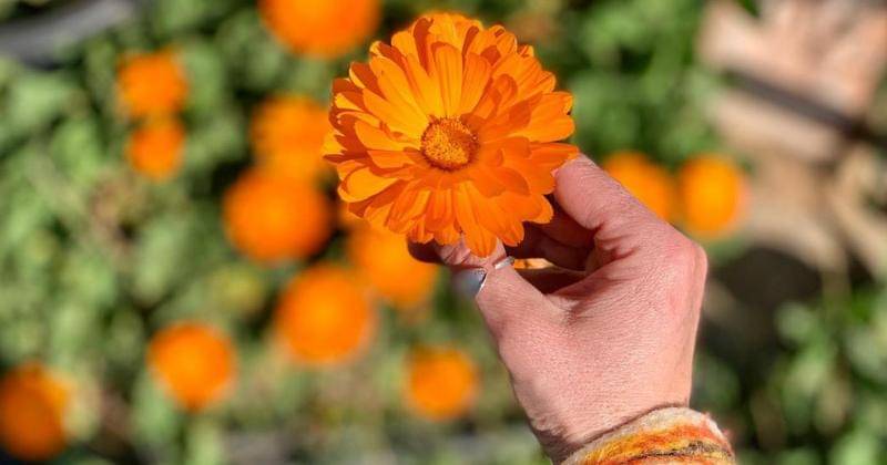 Instagram.com/cal.sargantana