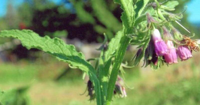 strictlymedicinalseeds.com