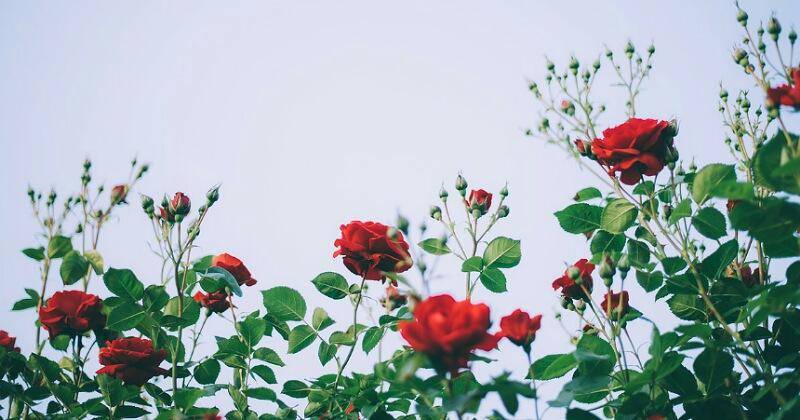 Pixabay/subak214