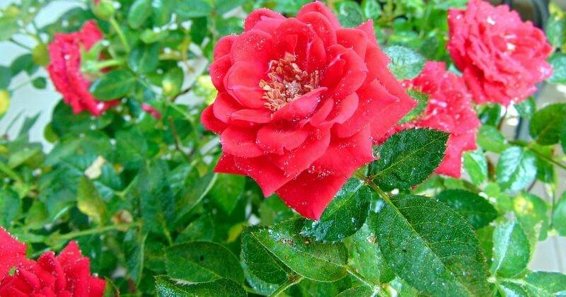 Pixabay/WinterAdrian