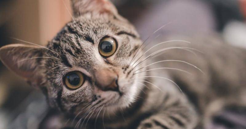 Unspalsh/ Ramiz Dedakovic