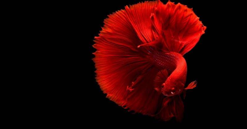 Pexels/Chevanon Photography