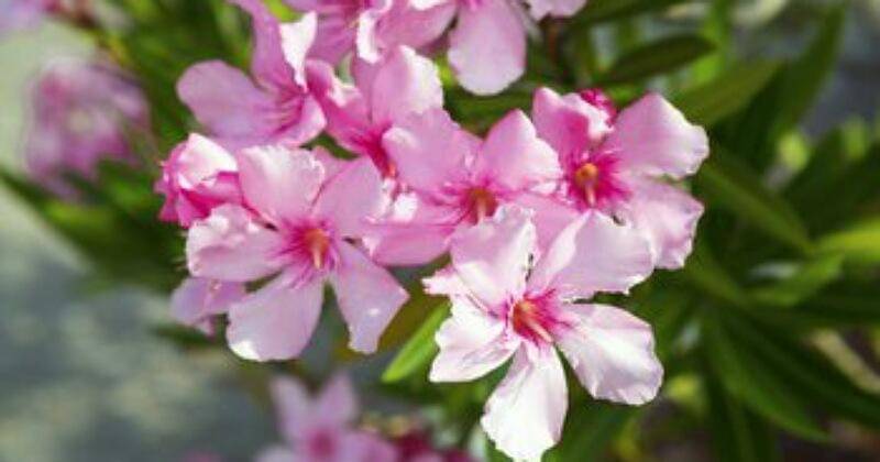 homeguides.sfgate.com