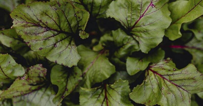 Freepik/rawpixel.com