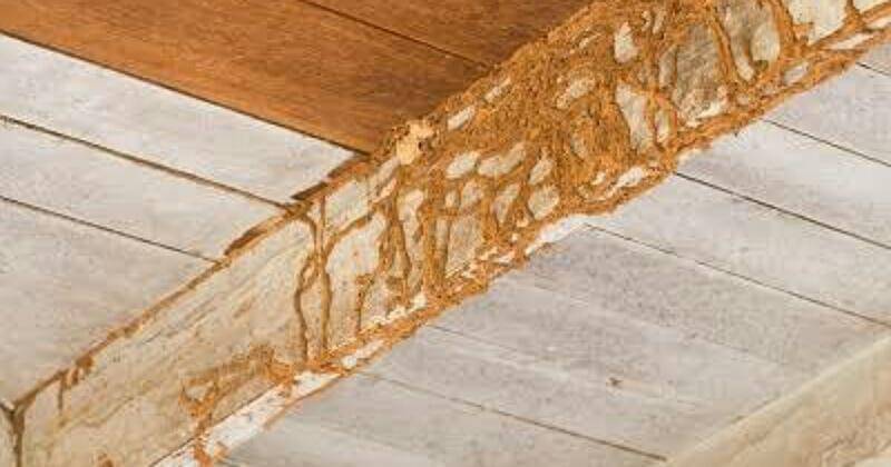 mightymitetermite.com