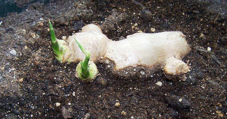 veggiegardener.com