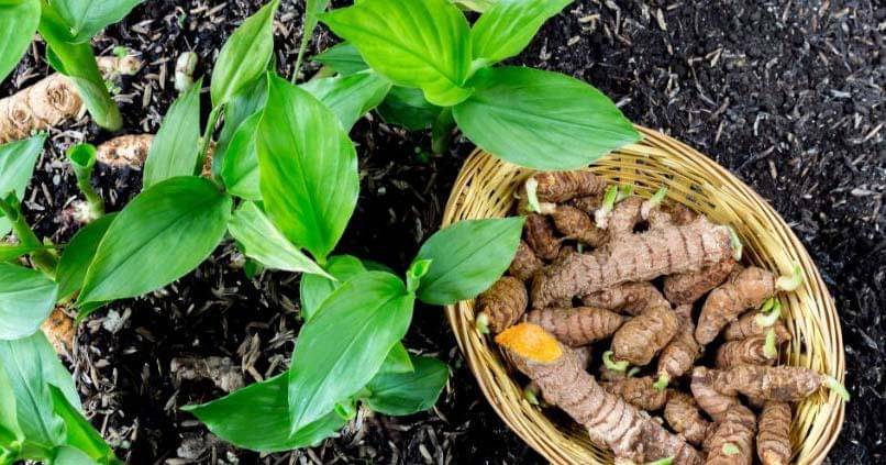 fantasticgardenersmelbourne.com.au