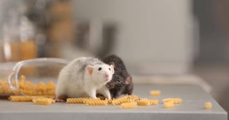 Shutterstock/New Africa - Shutterstock/New Africa