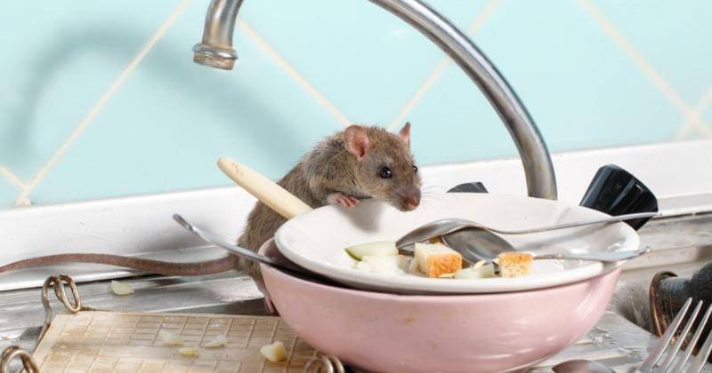 Shutterstock/torook
- Shutterstock/torook