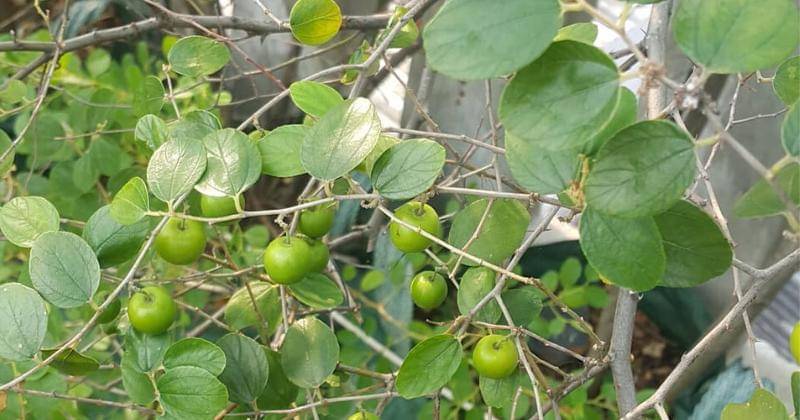 Instagram.com/aizaflora