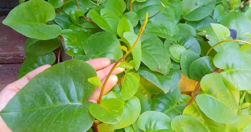 Instagram.com/rimaummurayna