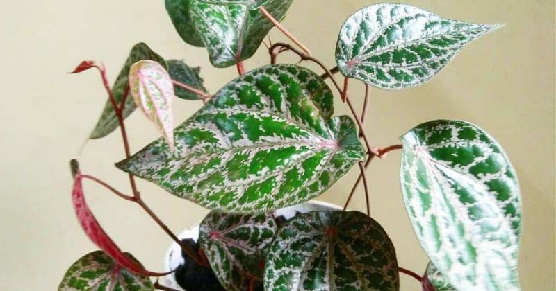 Instagram.com/rulantplants