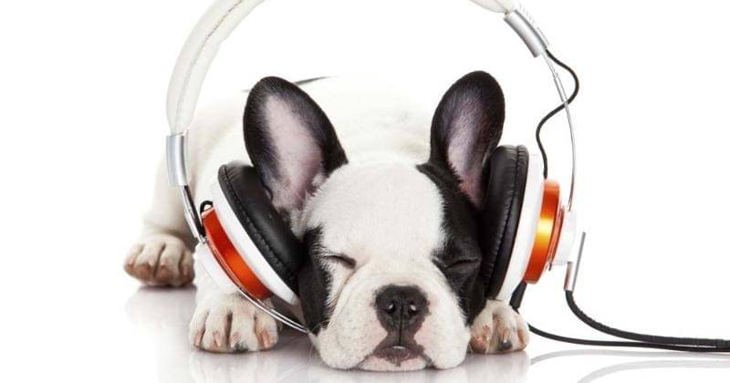 animalwellnessmagazine.com