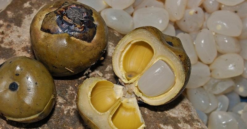 8 Manfaat Kolang-kaling untuk Ibu Hamil, Bisa Memperkuat Tulang