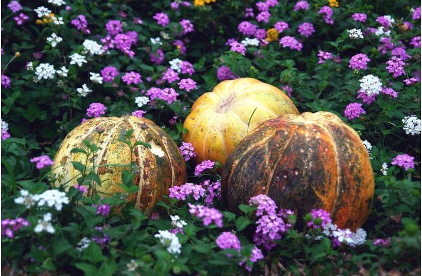 Flickr/Girl Enchanted