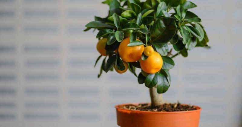 smartgardenguide.com