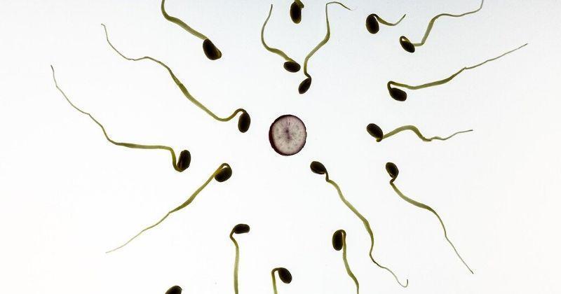 9 Jenis Kelainan Sperma yang Harus Diwaspadai oleh Laki-Laki