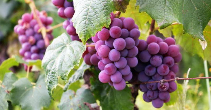 Pexels/Luiz M Santos