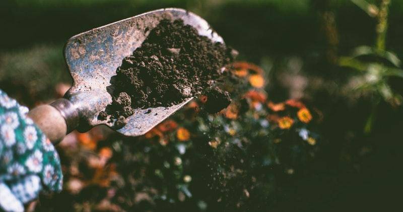 Cara Kailan tumbuh subur ketika ditanam di rumah - Pexels/Lisa Fotios