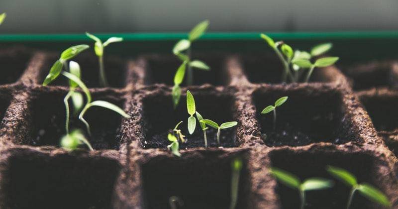 Cara mudah menyemai bibit Kailan - Pexels/Markus Spiske