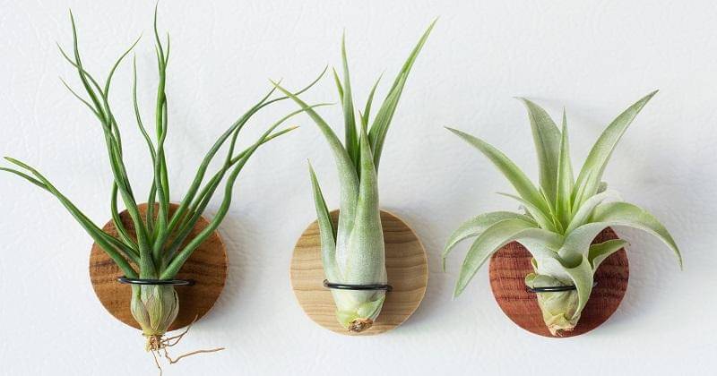 air plant - woodinspireshop.com