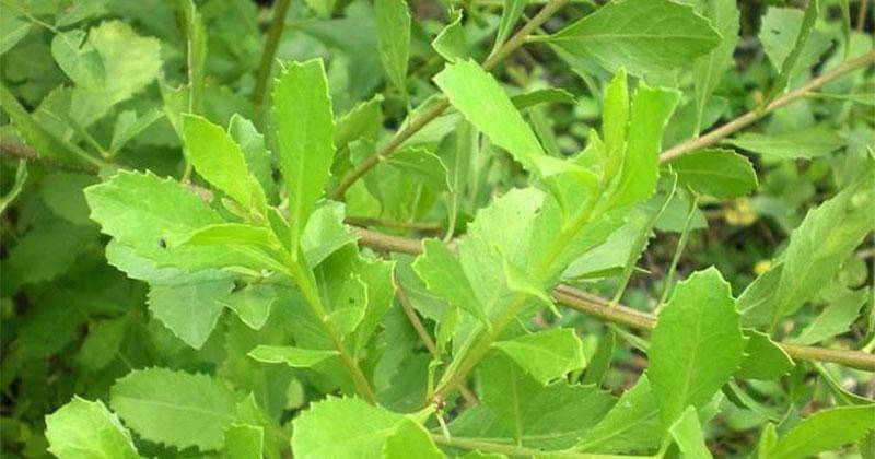 Pinterest.com/Nuri Fizriani