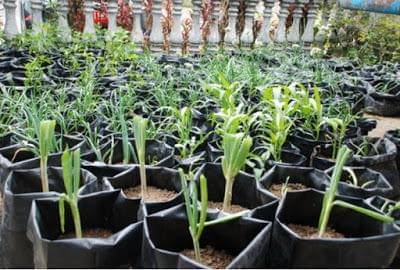 learnhydroponicfarming.blogspot.com