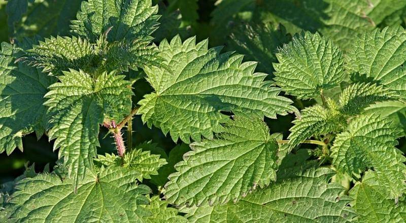 pixabay.com/manfredrichter