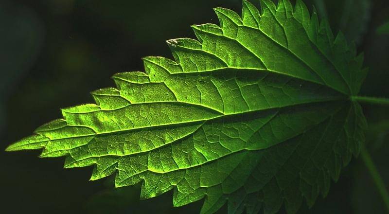 pixabay.com/MabelAmber