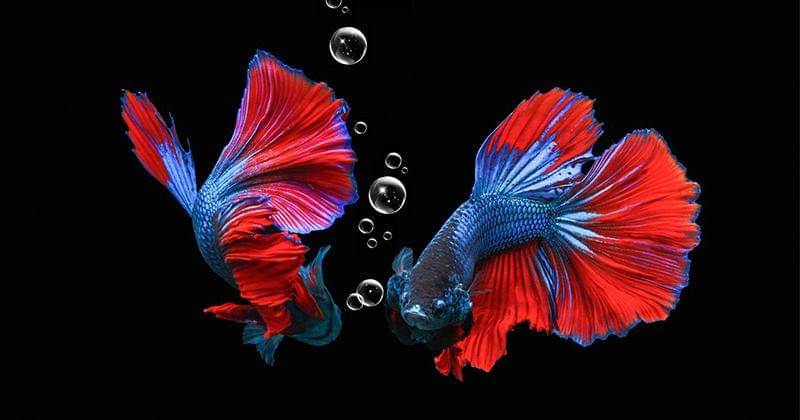 Pixabay/Nguyen Cuong