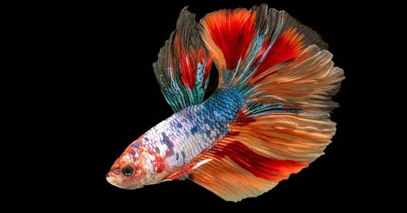 Instagram.com/gisel_la