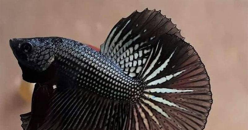 Tokopedia.com/JN-STARRYreputation