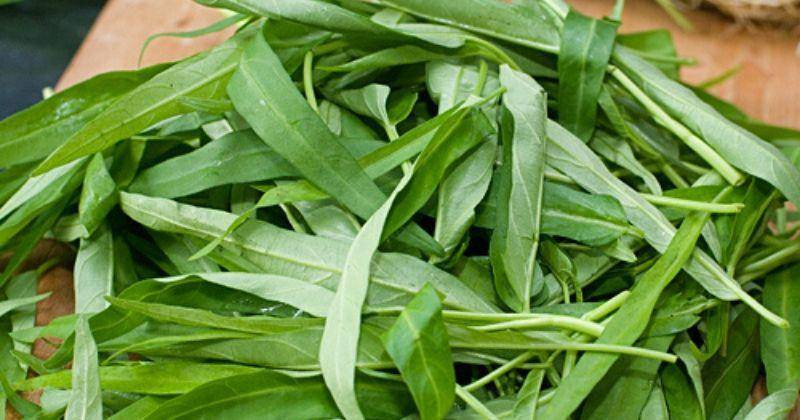 Cara Menanam Kangkung di Hidroponik, Murah dan Mudah!