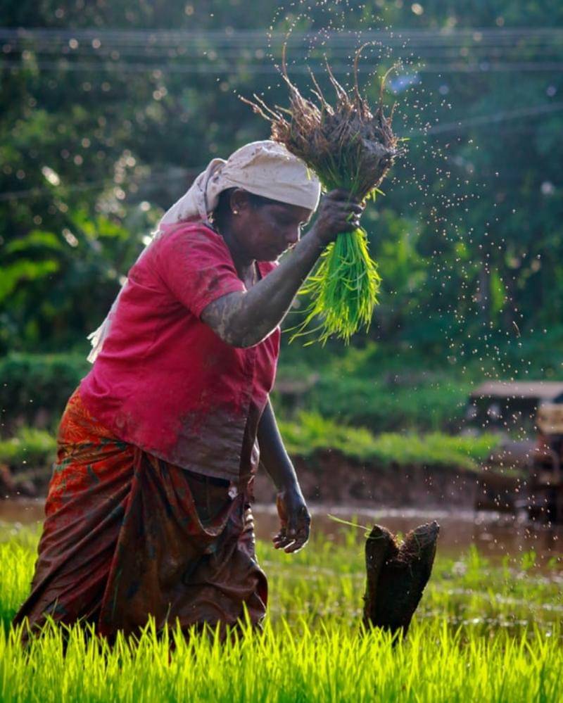 Unsplash/Nandhu Kumar