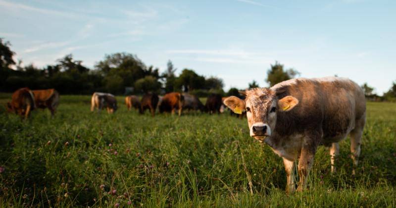 Unsplash/Christian Burri