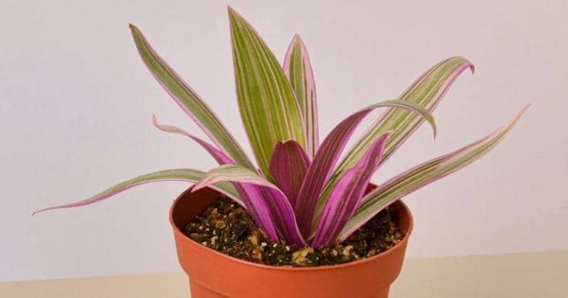 Pinterest/House Plant Shop