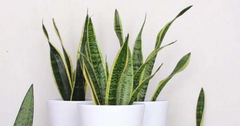 Pinterest/Succulent City