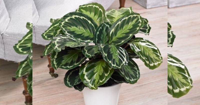 Pinterest/MyHomeNature