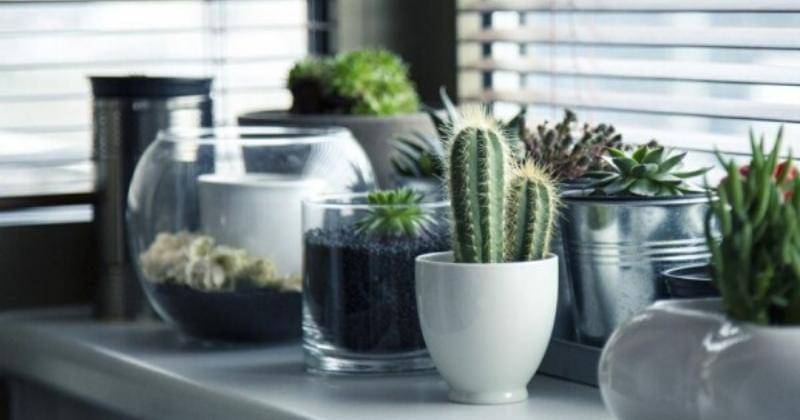 Pixabay/Milada Vigerova