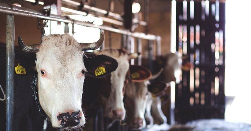 Pexels/freestocks.org