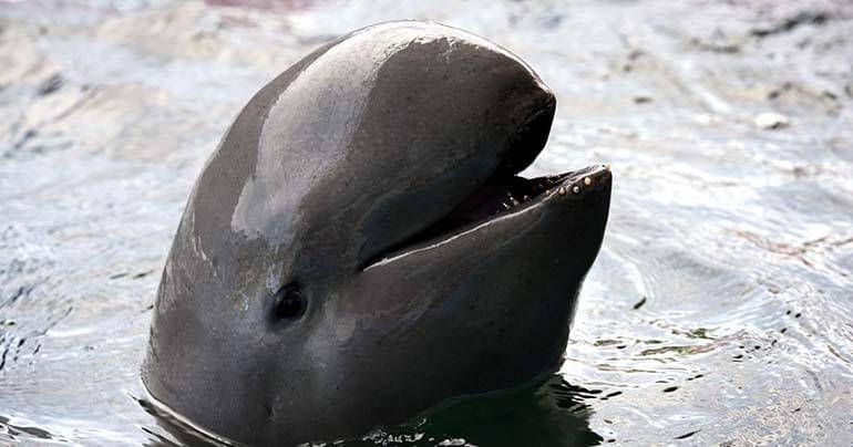 Southeastasiaglobe.com