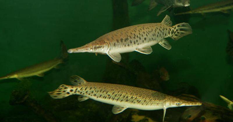 Underwater-fish.blogspot.com