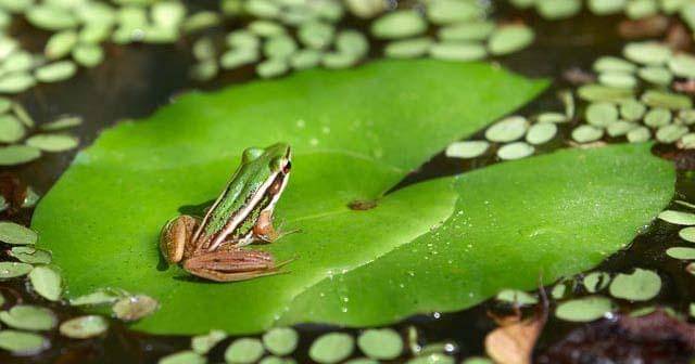 Pinterest.com/Cuteness