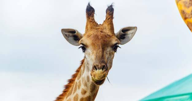 Freepik/Brunomartinsimagens