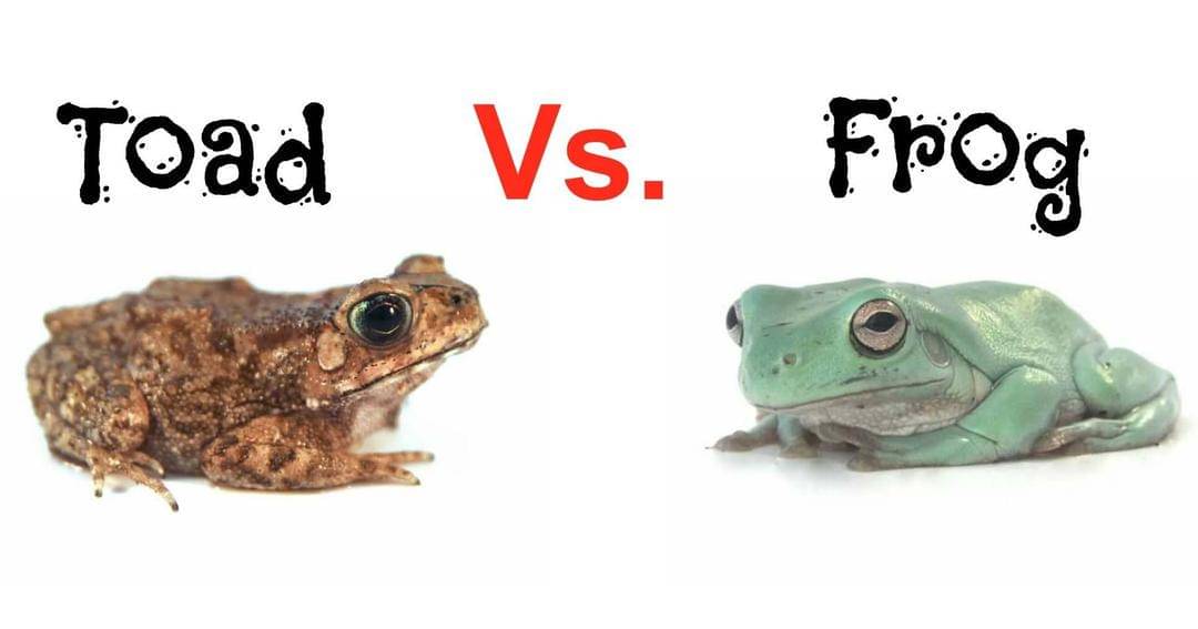 Backwaterreptilesblog.com