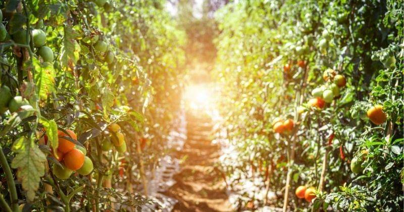 Pexels/Artem Beliaikin