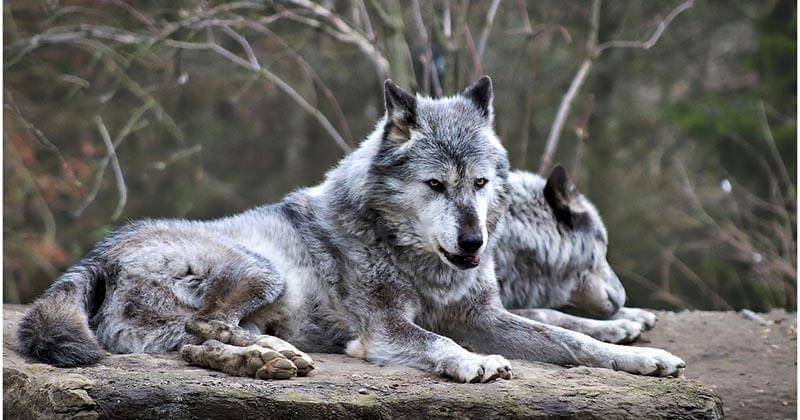 Pixabay/WorldInMyEyes