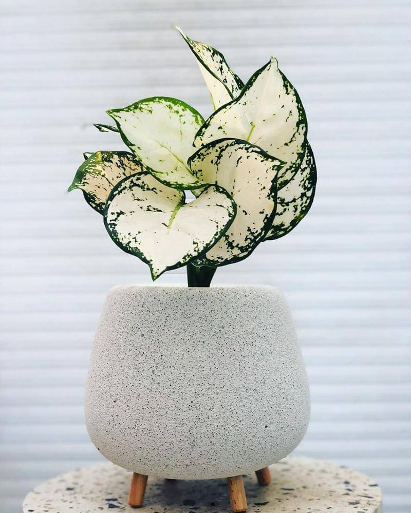 Instagram/plantinsight